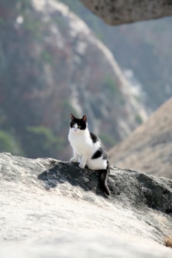 白黒猫のビート