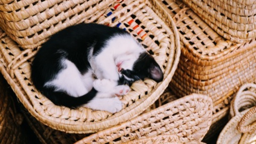 カゴの中で眠る看板猫
